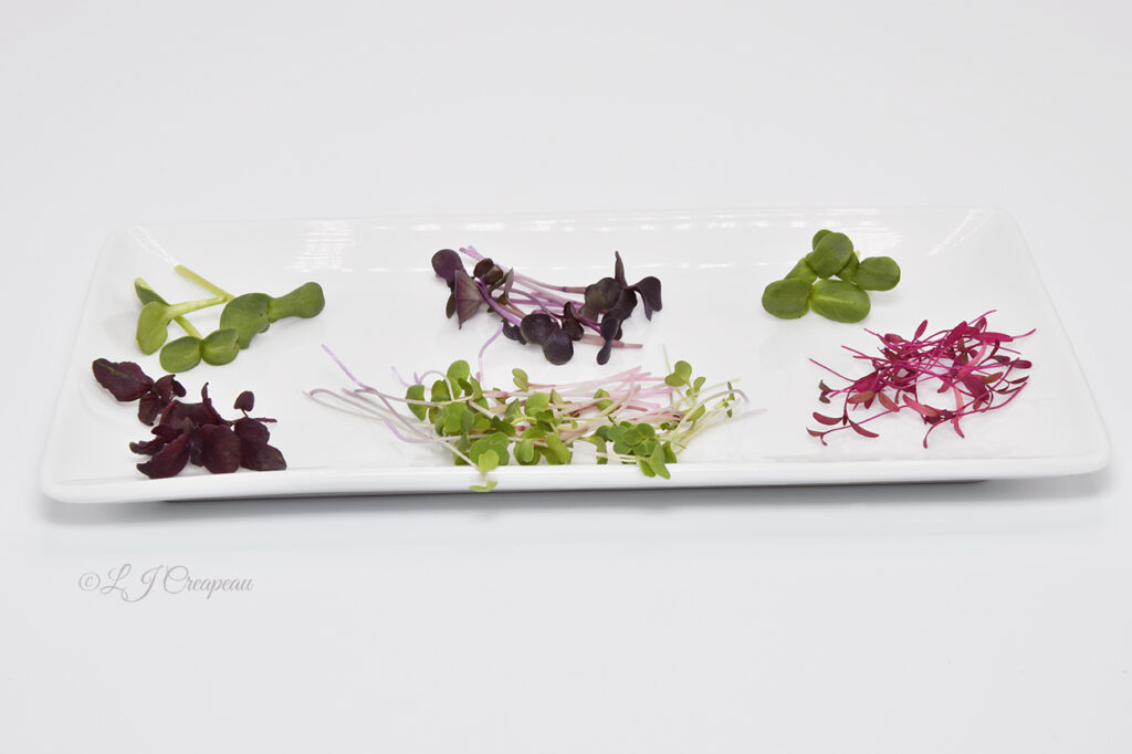 Sprouts plate for an organic restaurant brochure